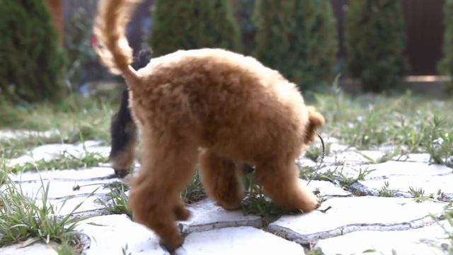 Купальщик смотреть онлайн