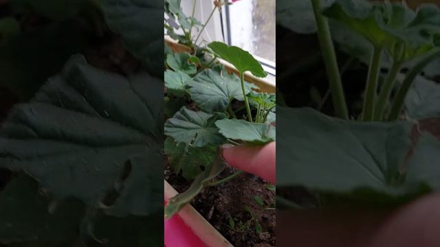 Расцвела герань,новый коралловый цветок.Семена из Ашана. смотреть онлайн