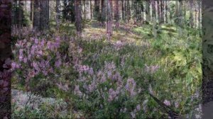 Вереск в нашем саду.