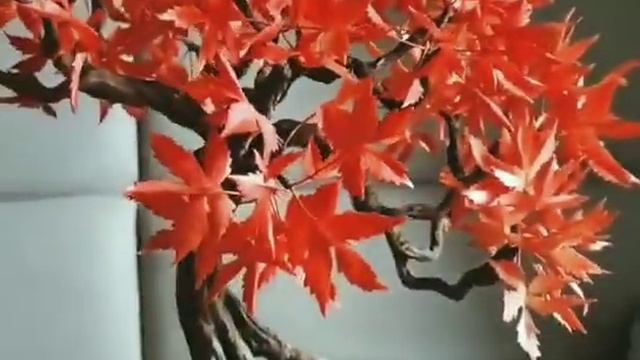 Бонсай ручной работы Осенний клён от mozza-flowers.ru смотреть онлайн