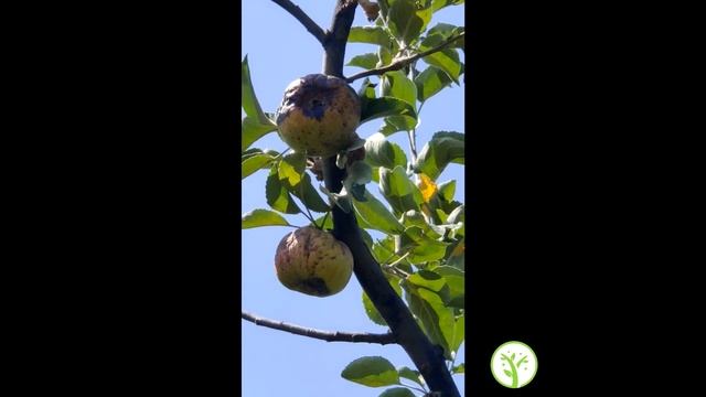 Плодовая гниль по урожаю смотреть онлайн