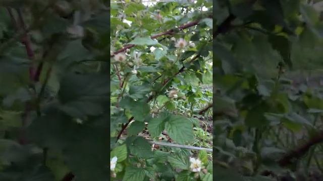 Ежемалина Тайбери. Ожиномалина Тайбері.