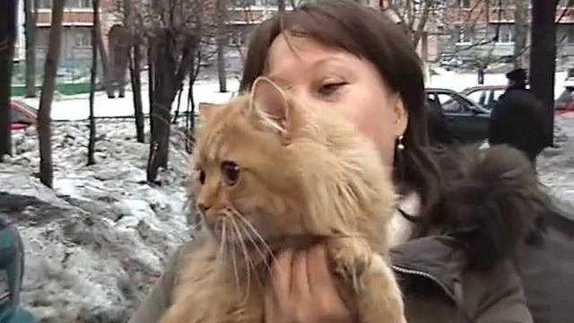 Персидская классическая порода кошек