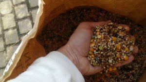 корм для голубей и подрезаем крыло