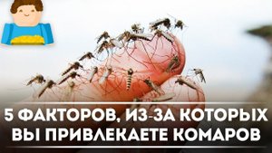 5 факторов, из-за которых вы привлекаете КОМАРОВ [Plushkin]