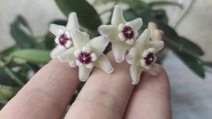 Коли є світло та цвіте хойя Lyi China