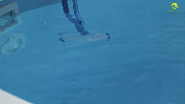 Услуга "Техническая чистка бассейна" от Гринпулс смотреть онлайн