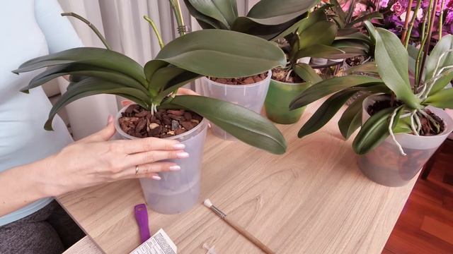 СПОСОБ пересадки орхидей НА ПЕРИНУ РАБОТАЕТ!!! СМОТРИМ./ Подружиться с ЛЕКО ФАНТАСТИК УДАЛОСЬ? смотреть онлайн