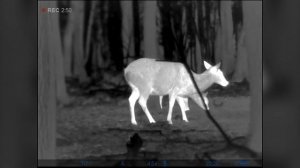 Тепловизионный монокуляр Pulsar Helion 2 XQ50F - Наблюдение за животными.