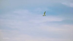 К юбилею Христофора Колумба.mp4