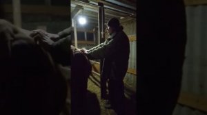 Как узнать признаки как гуляет корова