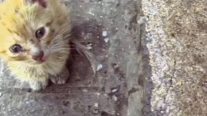 Бездомные животные