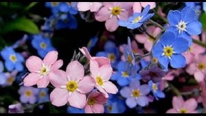 Песня "НЕЗАБУДКА" Ион Суручану❤️