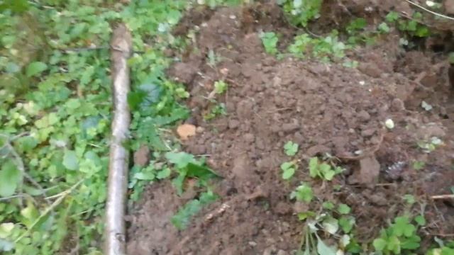 О какие чешуйки и грибы смотреть онлайн