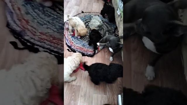 Малыши карликового пуделя. смотреть онлайн