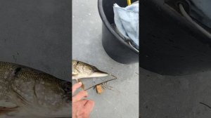 Щука клюёт на палку?