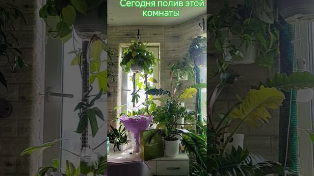 сегодня полив #комнатныецветы #алоказии #дача #драцена #милыесобаки #лето #кошки #поливцветов