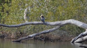 Anhinga Sh*t and Git