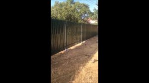 Забор из металлического штакетника