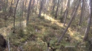 Один в глухой тайге, охота на глухаря, белку и куницу