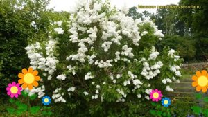 Сирень обыкновенная Мадам Лемуан. Краткий обзор, описание syringa vulgaris Madam Lemuan