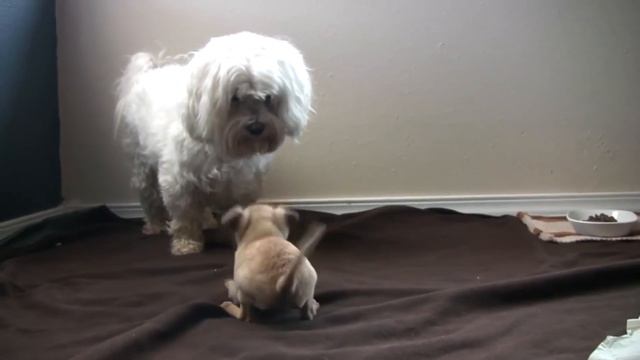 Щенки чихуахуа играют с большим псом. Пес пастух и чихуахуа