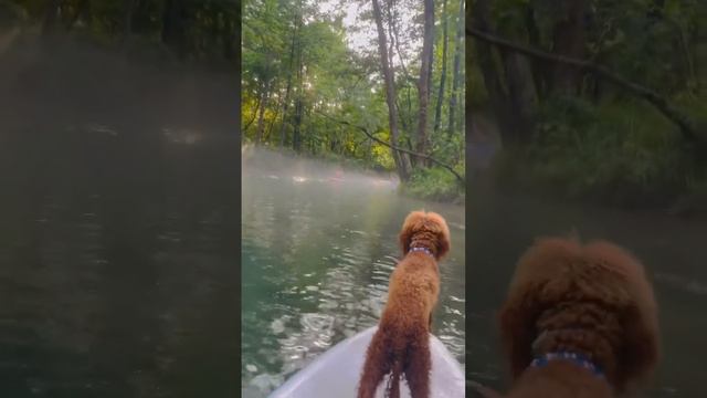 Walk on the forest lake.