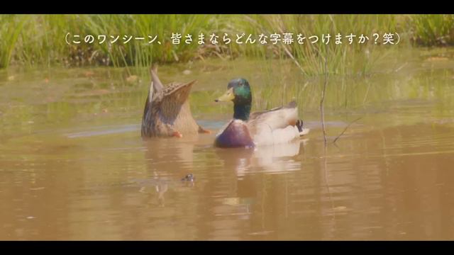 小さな幸せを集める春の物語🦆田舎暮らし／スローリビング