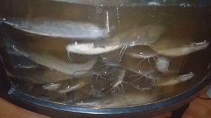 Клариевый сом. Каннибализм у клариевого сома. Мини узв для клариевого сома