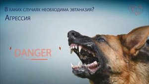 Усыплять или не усыплять собаку. Эвтаназия собак. Как и зачем?