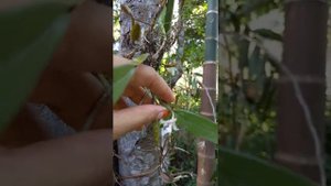 A video on a dendrobium albosanguineum orchid #orchid #dendrobium