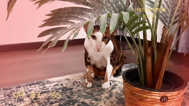 DD#6: Ориентальный кот. Мечты под пальмой (И КУСЬ)😺🏝| Oriental Cat Sits Under The Palm