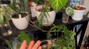 Spring 2023 Houseplant Tour: Philodendron, Anthurium, Monstera, and More.
