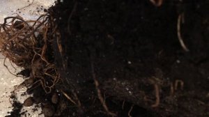 КАК ПЕРЕСАДИТЬ АВОКАДО