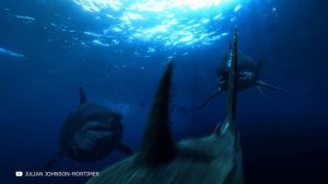 Он Нашел Мегалодона - Случаи, Когда Мегалодона Засняли на Камеру