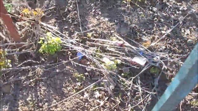 Весна2018. Дельфиниумы. Весенний обзор. смотреть онлайн