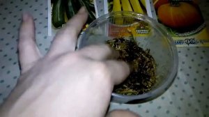 Замачивание семян в мае, всё очень просто, кабачки, патиссоны и тыквы, готовимся к дачному сезону