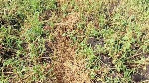 Jinma-184 Картофелекопалка Утиный хвост от трактора Уралец