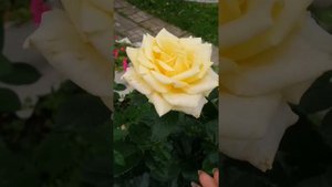 Парковая жёлтая роза, 3-х летка.
