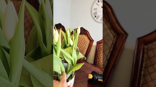 МОИ ТЮЛЬПАНЫ смотреть онлайн