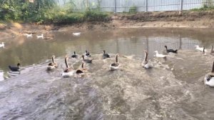 Гуси и утки на даче. Осень 2017