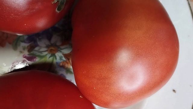 Томаты открытого грунта, показавшие хорошую устойчивость к неблагоприятным условиям смотреть онлайн