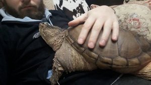 Самая агрессивная черепаха на планете Каймановая черепаха / Common snapping turtle