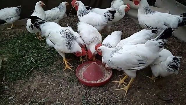 АДЛЕРСКАЯ СЕРЕБРИСТАЯ порода кур/ НОВАЯ ЖИЗНЬ и новые условия смотреть онлайн