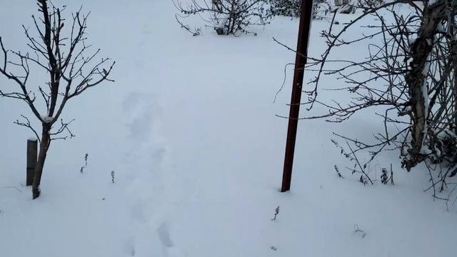 Ежевика в -23С. Обзор рождественского снегопада. смотреть онлайн