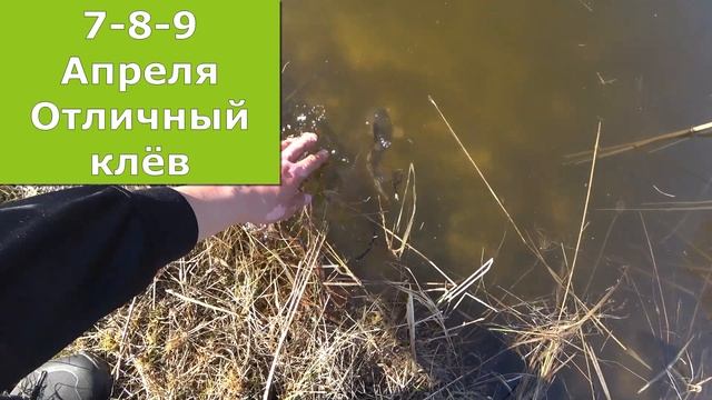 Календарь рыбака на Апрель / Прогноз клева рыбы на Апрель / Лунный календарь рыболова Апрель 2022