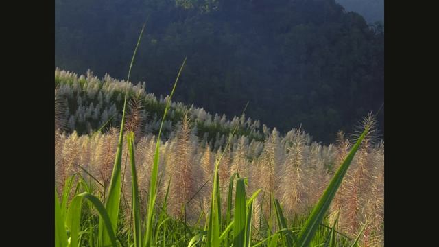 Kamera Prosumer Rasa DSLR? Cobain Canon SX 410 IS смотреть онлайн