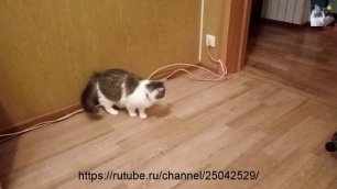 Смотреть смешное  видео кошки Муча Пуча, прыжки на стену.mp4