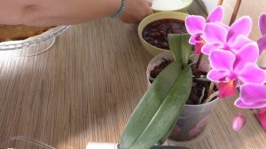 Вишневый пирог *Наслаждение*