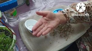 Сибирь. Готовлю семена вербены.